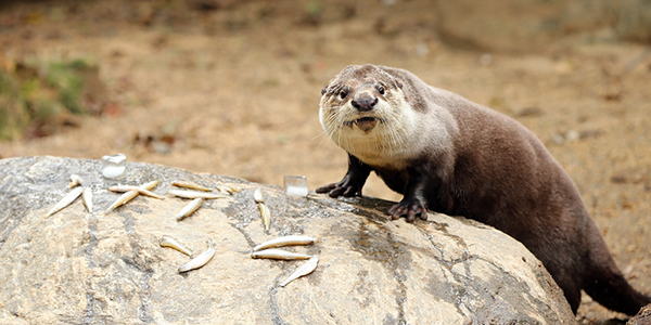 Otter Gets a Birthday Note Spelled Out in Fish 2