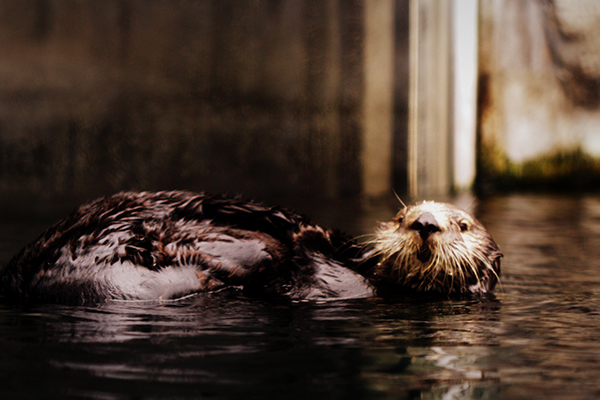 Sea Otter Scrubs Her Tail