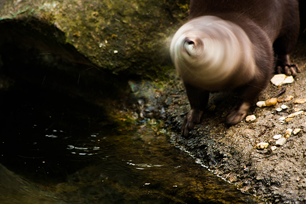 Otter Shakes So Fast He's Become a Blur