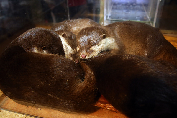Otters Curl Up for a Cozy Nap
