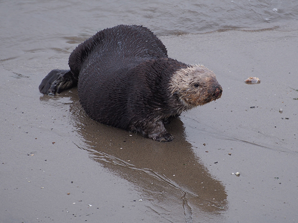Sea Otter Takes a Break from the Sea for the Beach