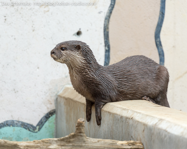 Otter Perches on a Wall
