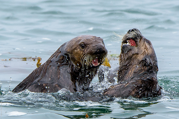 Sea Otters Roughhouse in the Water