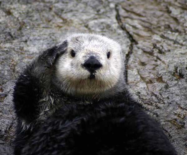Sea Otter Salutes You — The Daily Otter