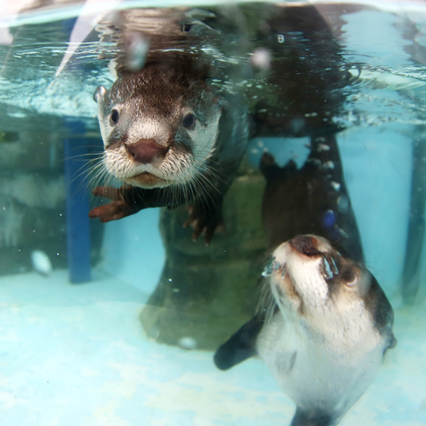 Mother Otter Keeps a Close Eye on Her Pup During Swimming Lessons 1