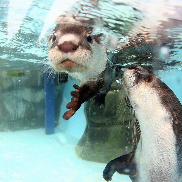 Mother Otter Keeps a Close Eye on Her Pup During Swimming Lessons 2