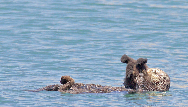 Sea Otter Mother Holds Her Pup Upside Down for Grooming