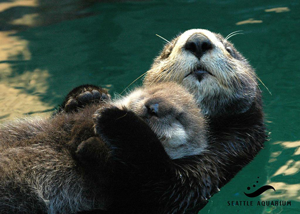 Sea Otter Mother Holds Her Napping Pup on Her Belly
