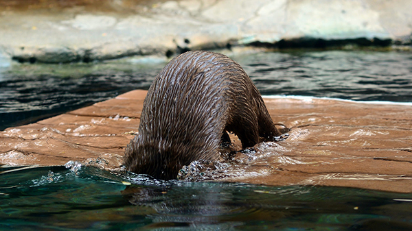 Otter Dunks His Head in the Water