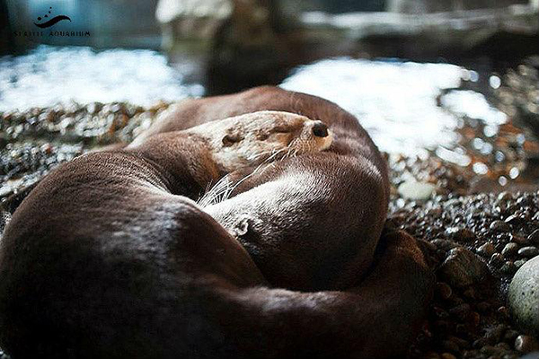 Cuddling Otters Nap Without a Care in the World