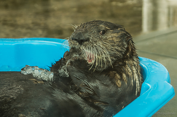 Sea Otter Crunches Ice Cubes