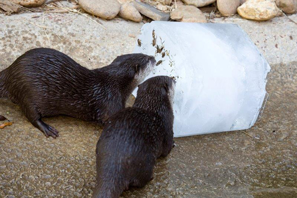 Otter Keep Cool with a Giant Ice Cube