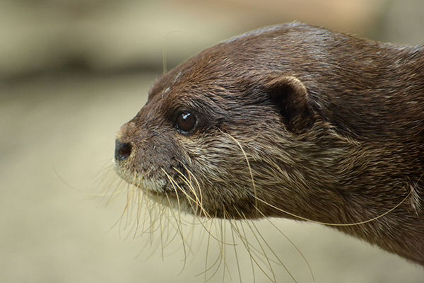 Otter and His Whiskers in Profile