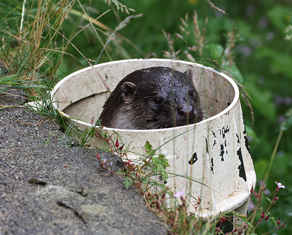 Otter's Found a Great Spot for Spying