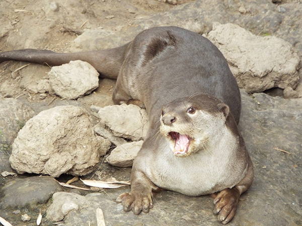 Otter-Is-Waiting-for-You-to-Laugh-at-His-Joke