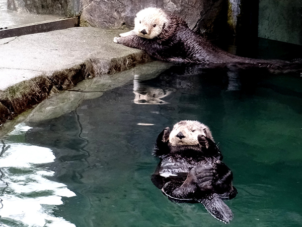 Sea Otter Has Second Thoughts About Getting Out of the Pool