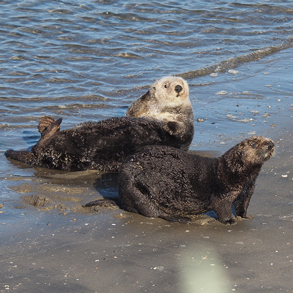 Sea Otters Dry Off on the Beach