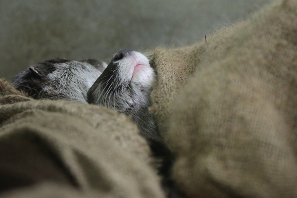 Otters Are All Tucked in for a Nap