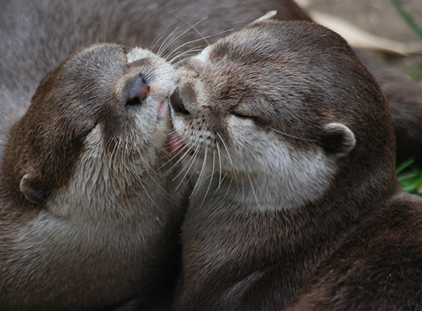 Otter Gives His Friend a Nice Chin Lick