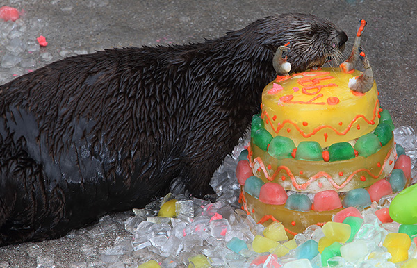 Sea Otters Get Icy, Fishy Birthday Cakes! 1