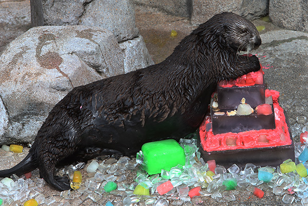 Sea Otters Get Icy, Fishy Birthday Cakes! 2