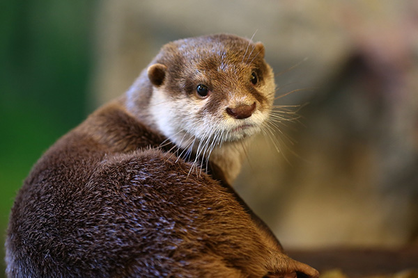 Model Otter Gives the Over-the-Shoulder Pose