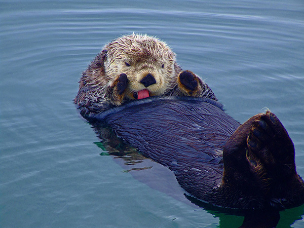 Sea Otter's Tongue Is Bright Pink