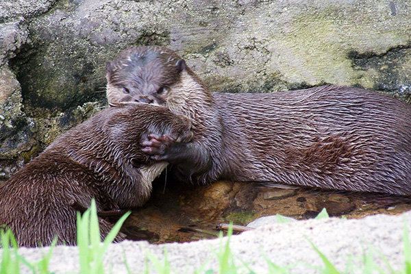Otter Pulls His Friend Close for a Kiss