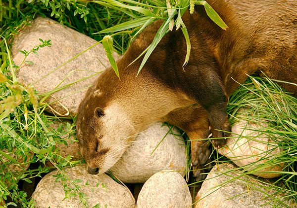 Otter Is Fast Asleep on a Grassy Bed and Rocky Pillow