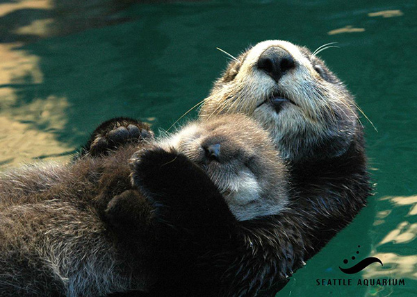 Sea Otter Mother Holds Her Sleepy Pup on Her Belly