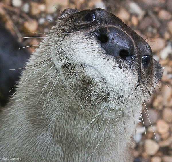 Otter Looks a Little Weirded Out by This Closeup