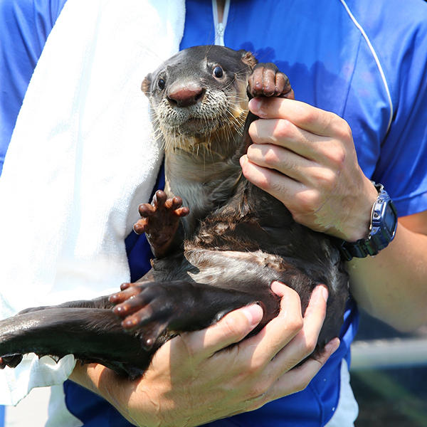 Keeper Shows Otter How to Wave for the Camera
