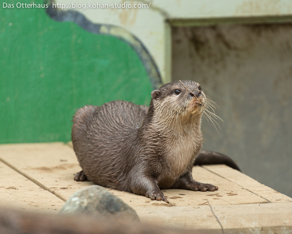 Hey Otter, You Have Something on Your Nose