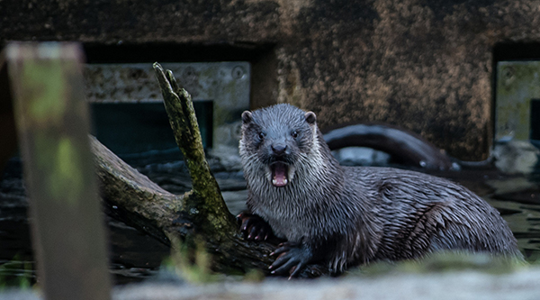 Otter Is Shocked! Shocked, I Tell You!
