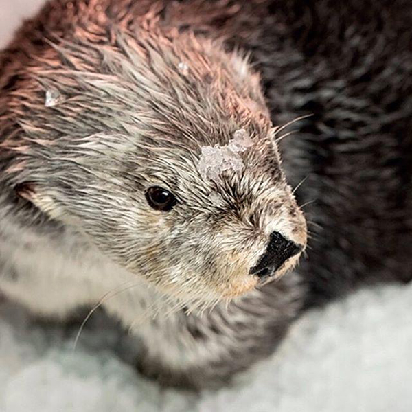Sea Otter Has Tiny Pieces of Ice on Her Head