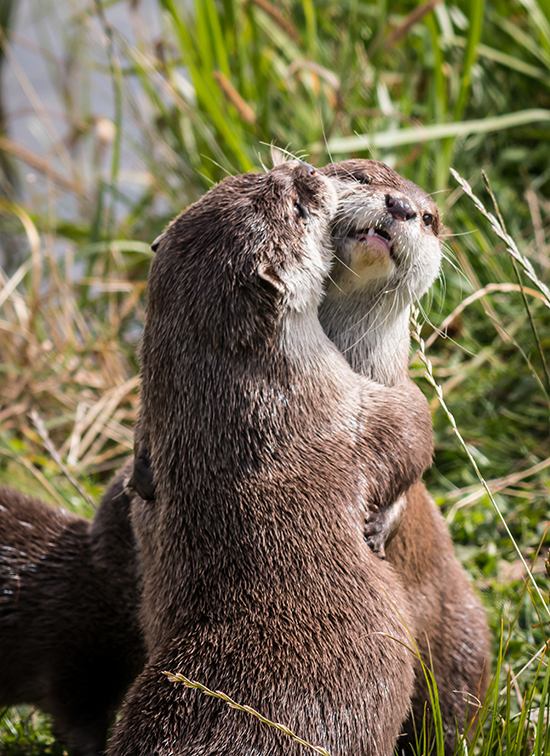 Otters Have an Awkward Hug