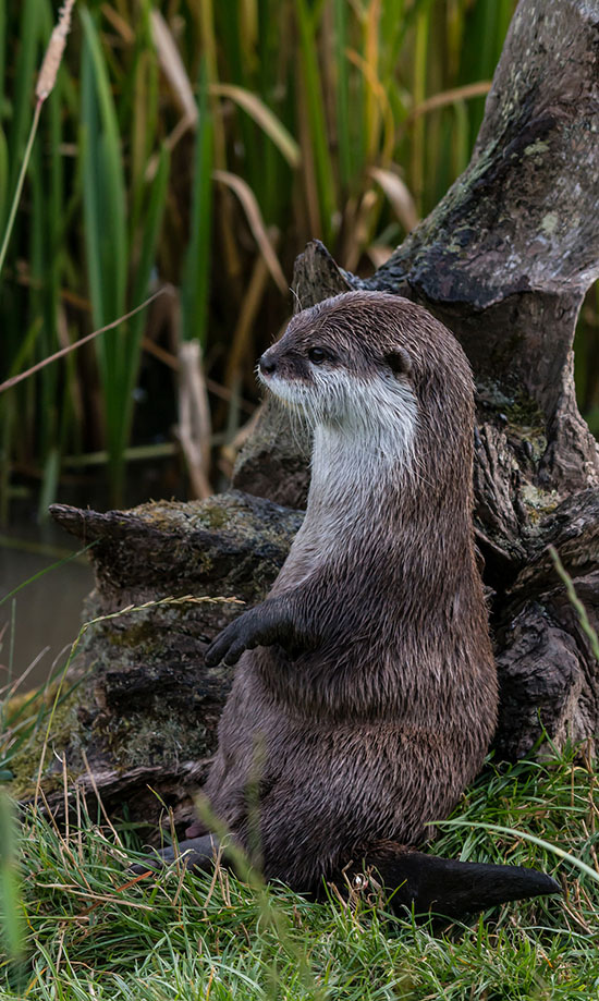 Otter Has a Very Cute Way of Sitting