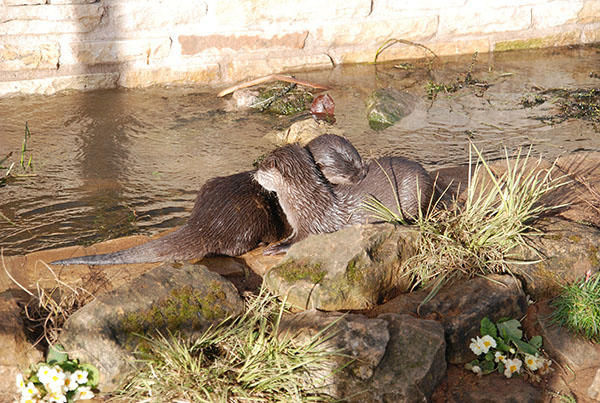 Otters Show Mutual Affection