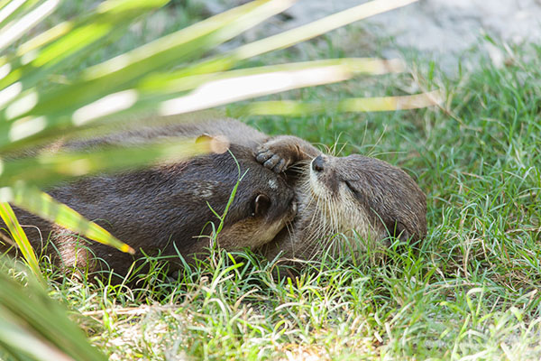 Otters Lounge and Cuddle in the Sunlight