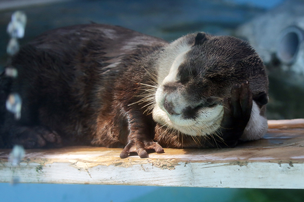 Otter Strikes a Very Human Pose