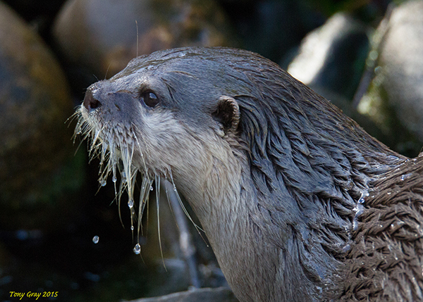 Water Drips from Otter's Whiskers
