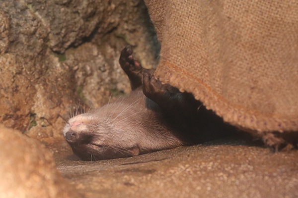Otter Happily Tucks Himself in for a Nap
