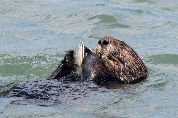 Sea Otter Gobbles Up a Tasty Clam