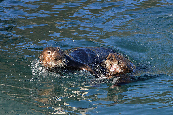 Sea Otters Play Never Minding Their Audience 1