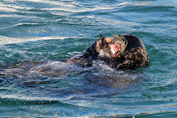 Sea Otters Play Never Minding Their Audience 3
