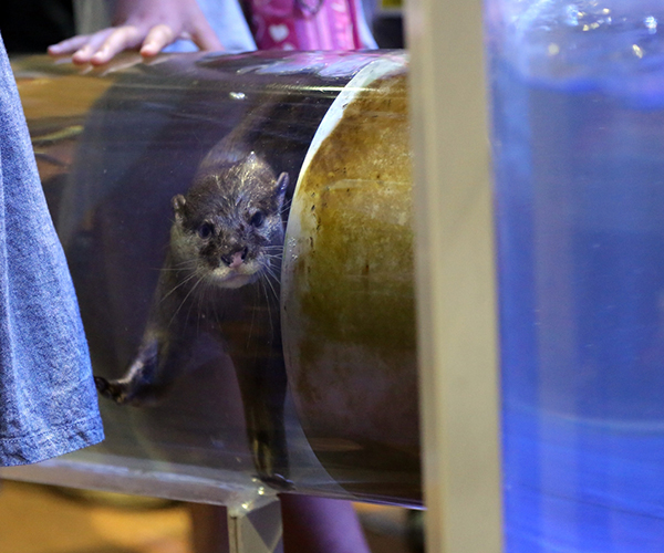 Otter Pauses in His Ottertube for a Photo