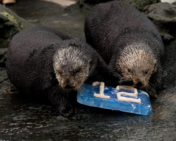 Sea Otters Support Their Local Football Team