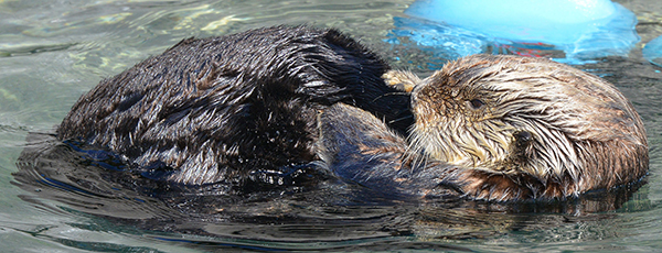 Sea Otter Curls Up to Clean Her Tail