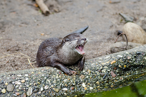 Otter Laughs a Little Too Hard at His Own Joke