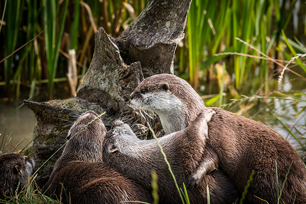 Otter Dips His Dancing Partner